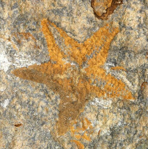Ordovician Starfish (Petraster?) Fossil - Morocco #45074